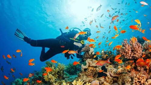 Discovery Scuba Diving and Snorkelling in Mirbat