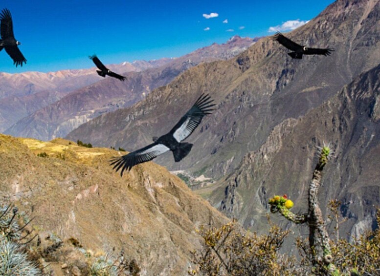 Picture 5 for Activity From Arequipa | Chivay and Colca Canyon full day tour