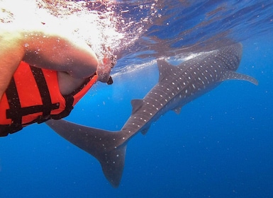 Holbox: Swimming with Wild Whale Sharks Boat Trip