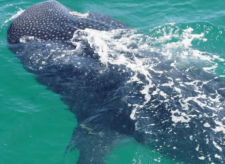 Picture 7 for Activity Holbox: Whale Shark Encounter and Marine Adventure