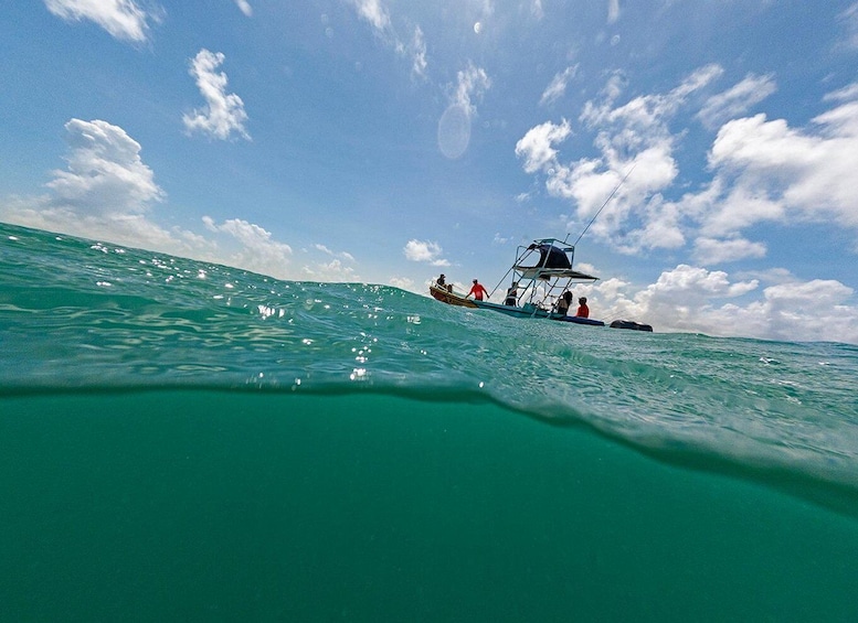 Picture 10 for Activity Holbox: Swimming with Wild Whale Sharks Boat Trip