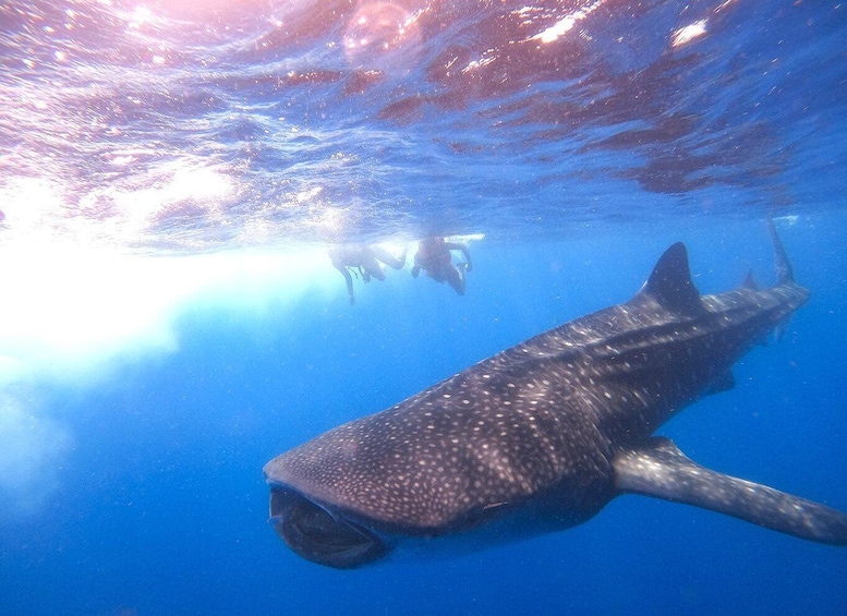 Picture 6 for Activity Holbox: Swimming with Wild Whale Sharks Boat Trip