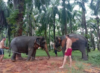 Krabi Elephant swimming and Atv adventure (30min/30min)