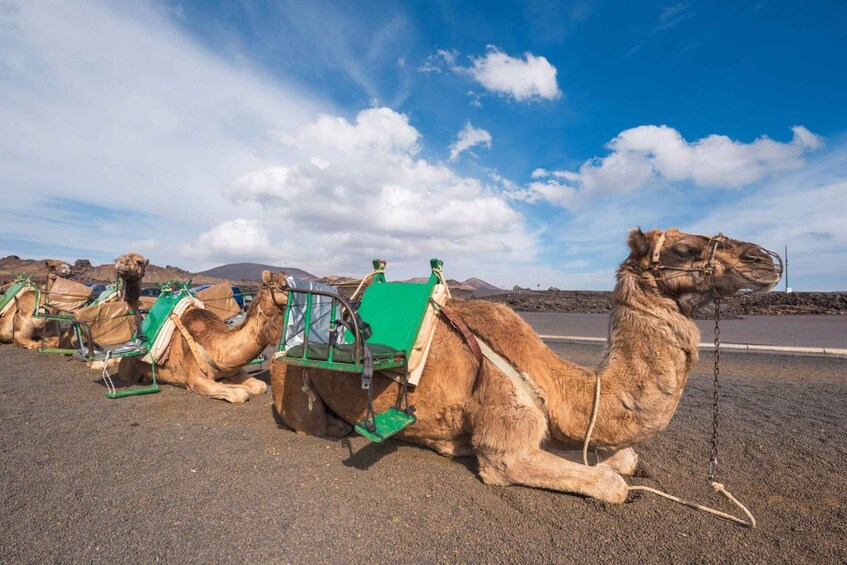 Picture 5 for Activity Agadir: Camel Ride and Flamingo Trek with Mint Tea