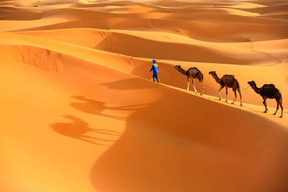 Agadir: paseo en camello y caminata de flamencos con té de menta