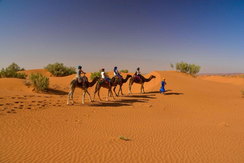 Picture 2 for Activity Agadir: Camel Ride and Flamingo Trek with Mint Tea