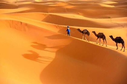 Agadir: Paseo en camello y caminata entre flamencos con té a la menta