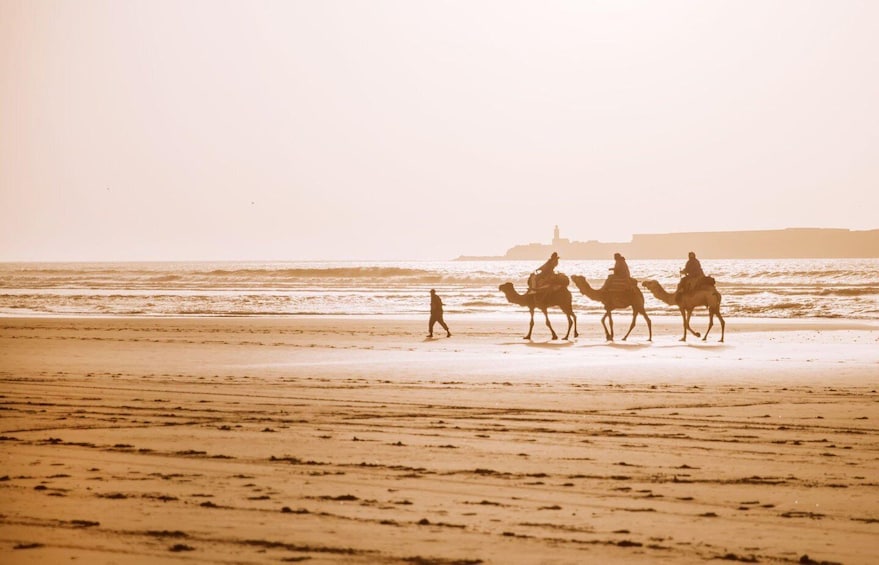 Picture 7 for Activity Agadir: Camel Ride and Flamingo Trek with Mint Tea