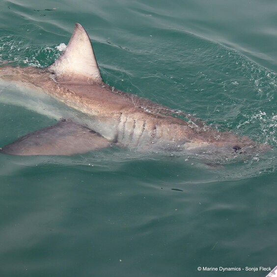 Picture 12 for Activity From Cape Town: Shark Cage Diving and Viewing