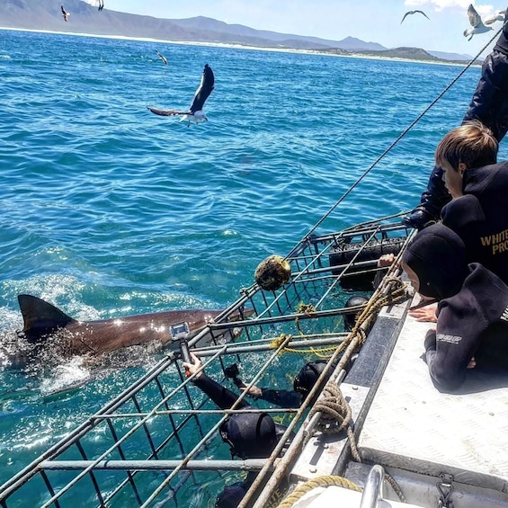 From Cape Town: Shark Cage Diving and Viewing