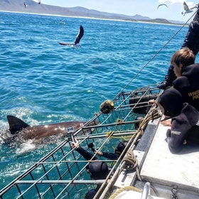 From Cape Town: Shark Cage Diving and Viewing