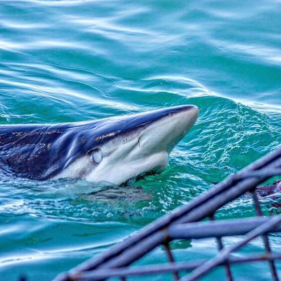 Picture 18 for Activity From Cape Town: Shark Cage Diving and Viewing