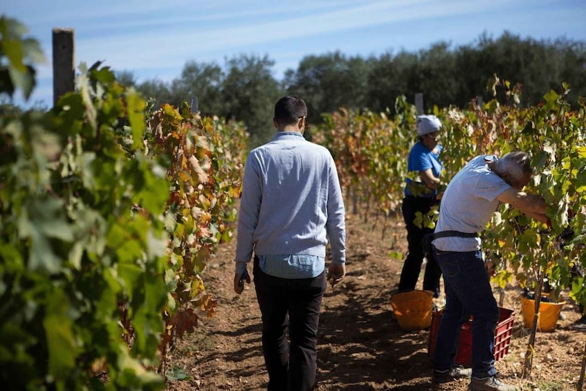 Picture 8 for Activity Puglia/Bari: "Primitive" Wine Tasting in Gioia del Colle