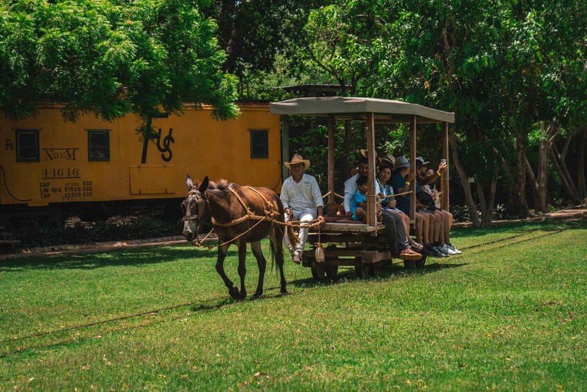 Picture 3 for Activity Merida: Hacienda Sotuta de Peon w/ Cenote & Henequen Tour