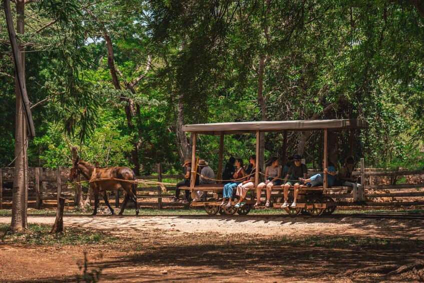 Picture 4 for Activity Merida: Hacienda Sotuta de Peon w/ Cenote & Henequen Tour