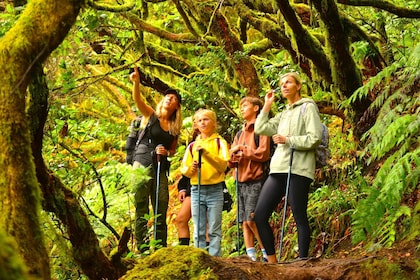 Tenerife: Hiking Tour in Anaga Mountains & Enchanted Forest