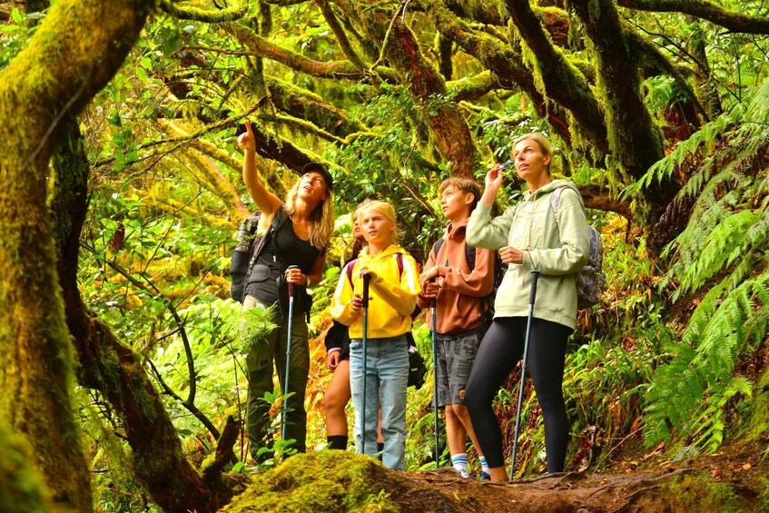 Picture 3 for Activity Tenerife: Hiking Tour in Anaga Mountains & Enchanted Forest