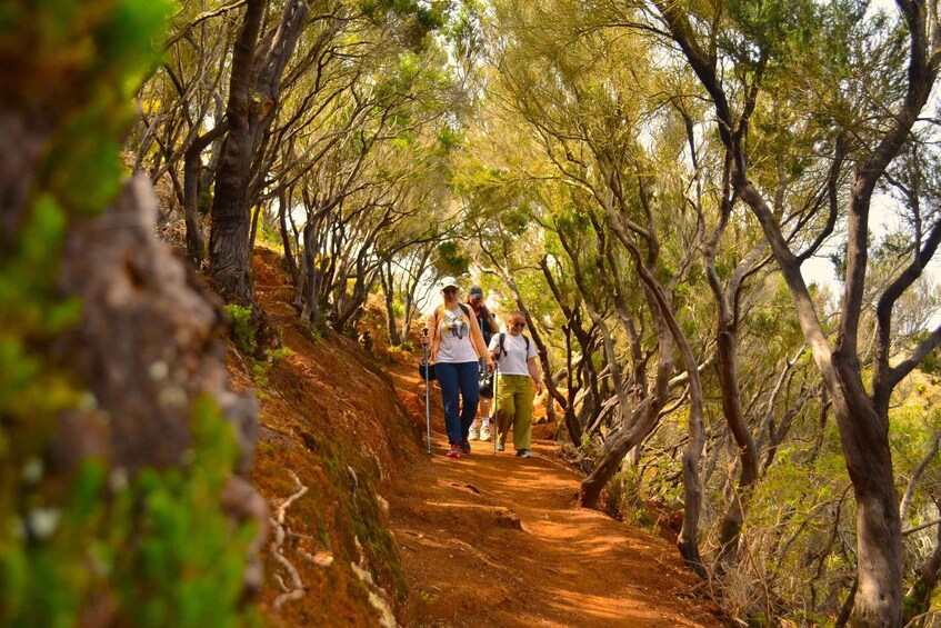 Picture 4 for Activity Tenerife: Hiking Tour in Anaga Mountains & Enchanted Forest