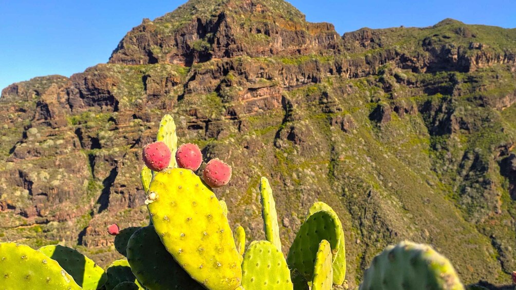 Picture 18 for Activity Tenerife: Anaga Mountains and Laurel Forest Hiking Tour