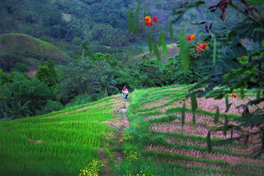 Picture 7 for Activity East Bohol: Anda, rice terraces, waterfalls, Lamanok island