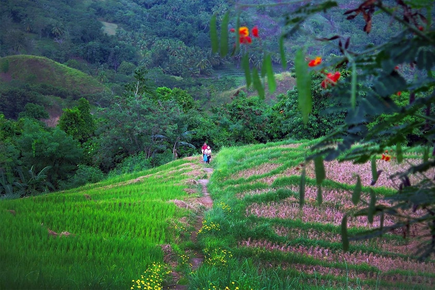 Picture 7 for Activity East Bohol: Anda, rice terraces, waterfalls, Lamanok island
