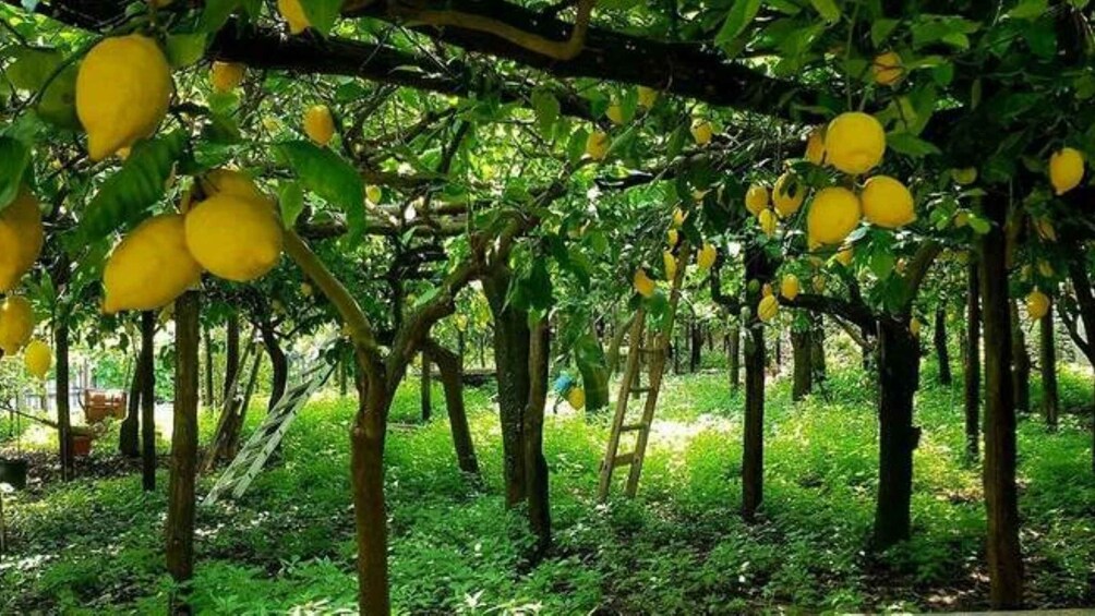 Picture 13 for Activity Sorrento: Guided Walking Tour & Limoncello Tasting