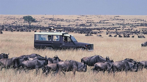 Nairobista: Nairobista: Masai Mara 3 päivän leirintäsafari jeepeillä