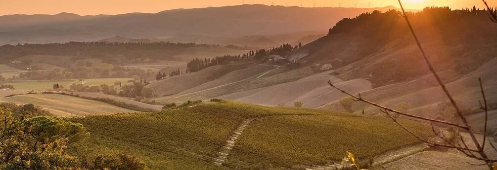 Picture 2 for Activity Tuscany: Wine Tasting Lunch or Dinner