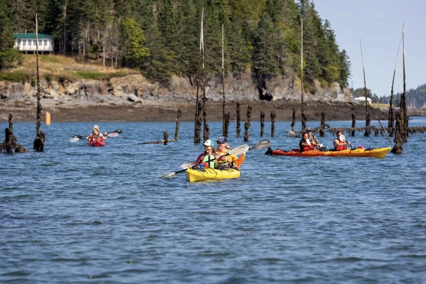 Picture 10 for Activity Saint John: Bay of Fundy Guided Kayaking Tour with Snack
