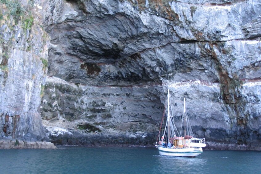 Picture 3 for Activity Akaroa: Wildlife Sailing Cruise with Dolphins and Penguins