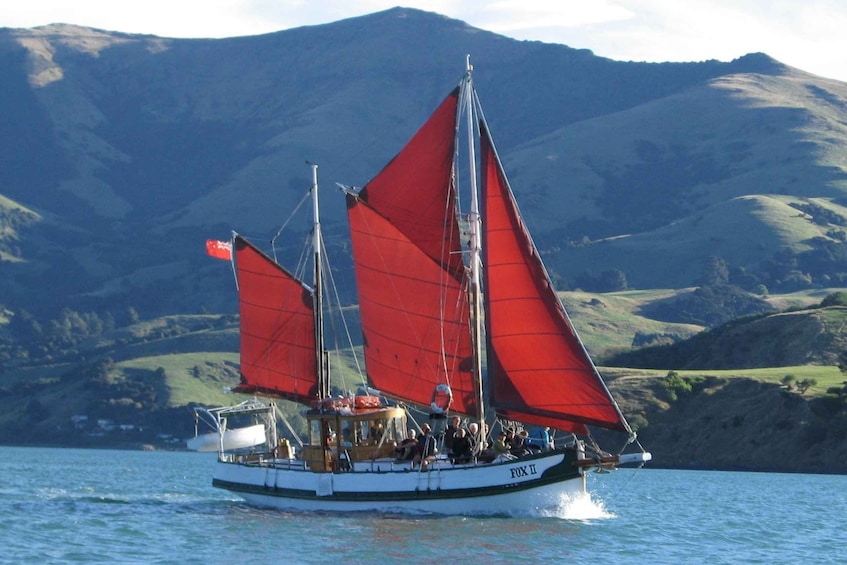 Akaroa: Wildlife Sailing Cruise with Dolphins and Penguins