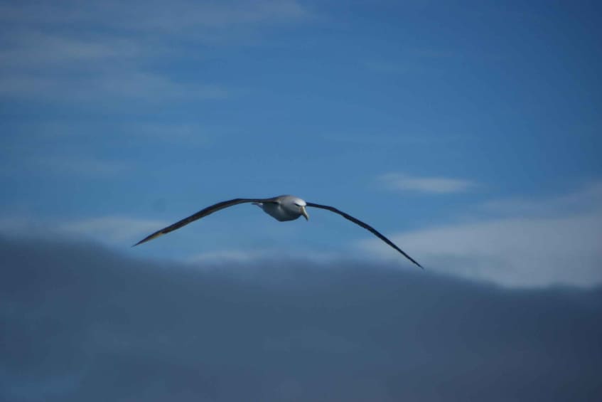 Picture 2 for Activity Akaroa: Wildlife Sailing Cruise with Dolphins and Penguins