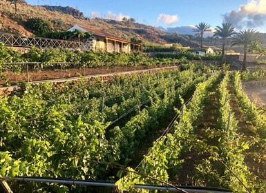 La Gomera: Winery Visit and Tasting Tour