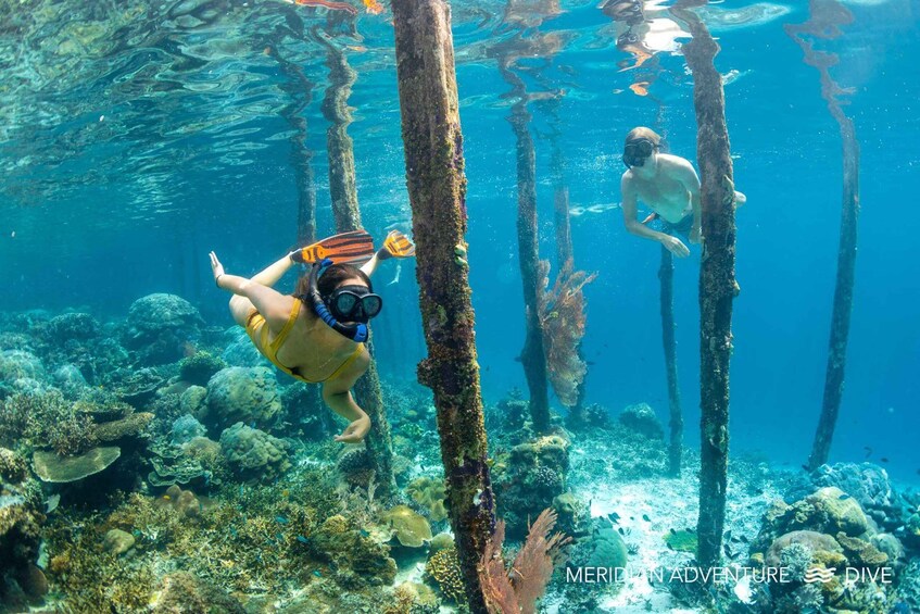 Picture 4 for Activity Scuba Diving & Snorkeling; Raja Ampat Indonesia (MAD)