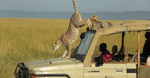 5Days Maasai Mara Safari on a 4x4 Land cruiser Jeep