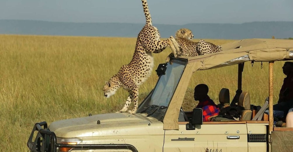 5Days Masai Mara Safari on a 4x4 Land cruiser Jeep