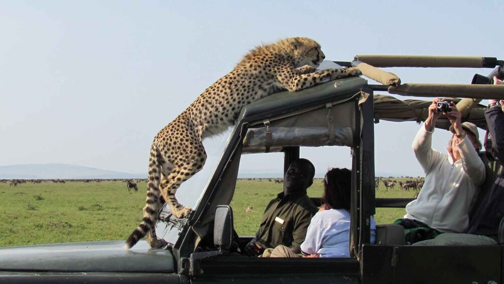 Picture 1 for Activity 5Days Masai Mara Safari on a 4x4 Land cruiser Jeep