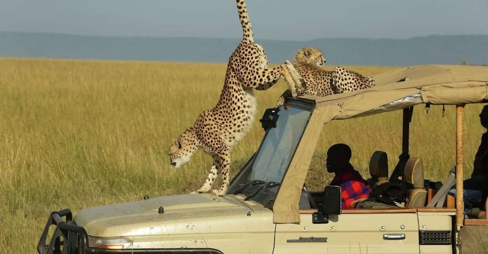 5Days Masai Mara Safari on a 4x4 Land cruiser Jeep