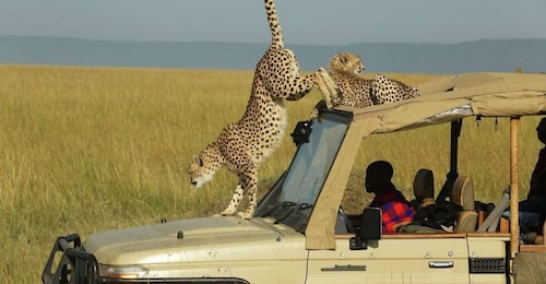 5Days Maasai Mara Safari on a 4x4 Land cruiser Jeep