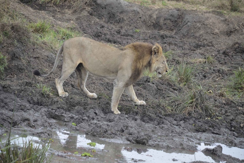 Picture 11 for Activity Zanzibar Day Trip To Mikumi National Park