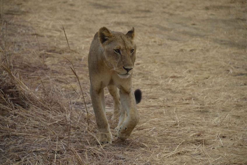 Picture 7 for Activity Zanzibar Day Trip To Mikumi National Park