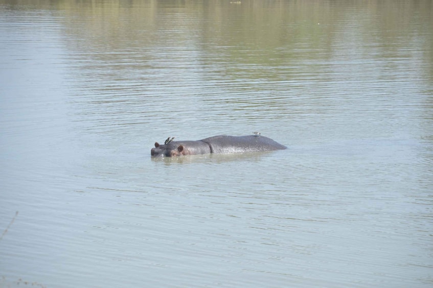 Picture 16 for Activity Zanzibar Day Trip To Mikumi National Park