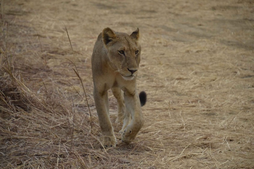 Picture 7 for Activity Zanzibar Day Trip To Mikumi National Park