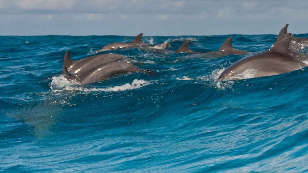 Picture 3 for Activity From Zanzibar: Jozani Forest With Watching Dolphin