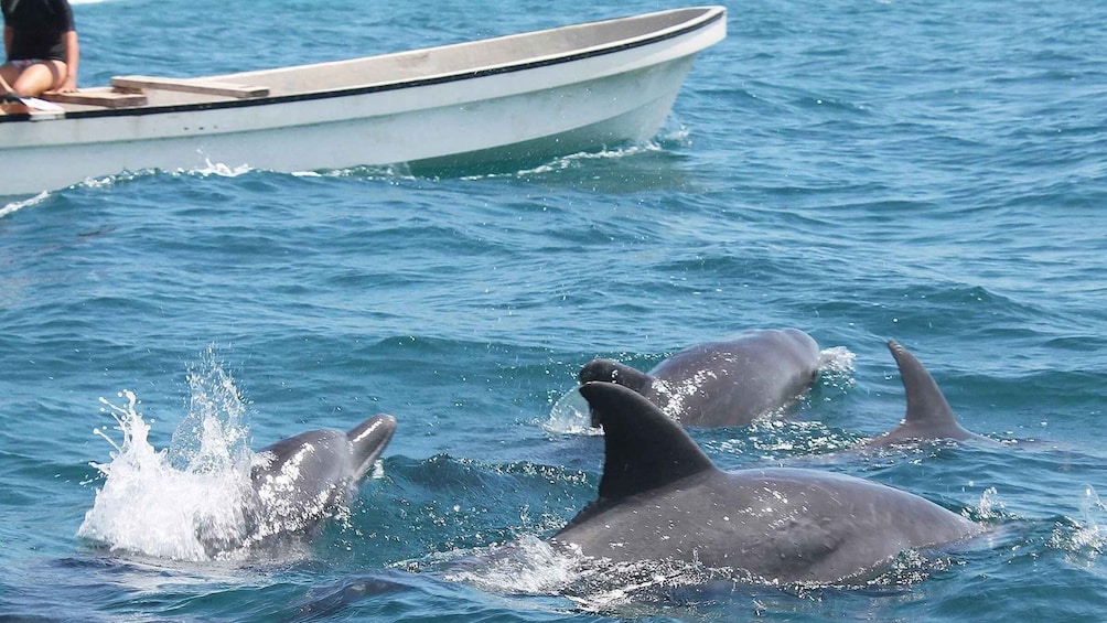 Picture 4 for Activity From Zanzibar: Jozani Forest With Watching Dolphin