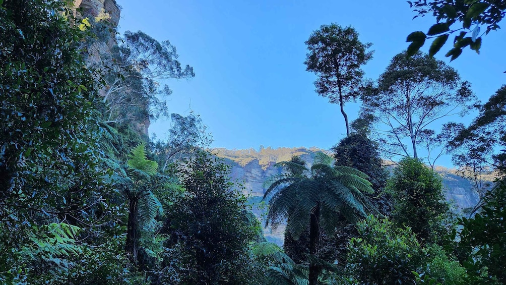 Picture 4 for Activity Sydney Blue Mountains, Scenic World, Featherdale