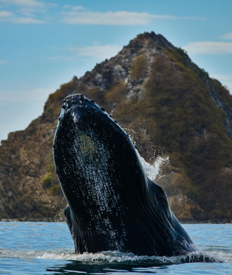 Uvita: Whale Watching Boat Trip with Drinks and Snacks