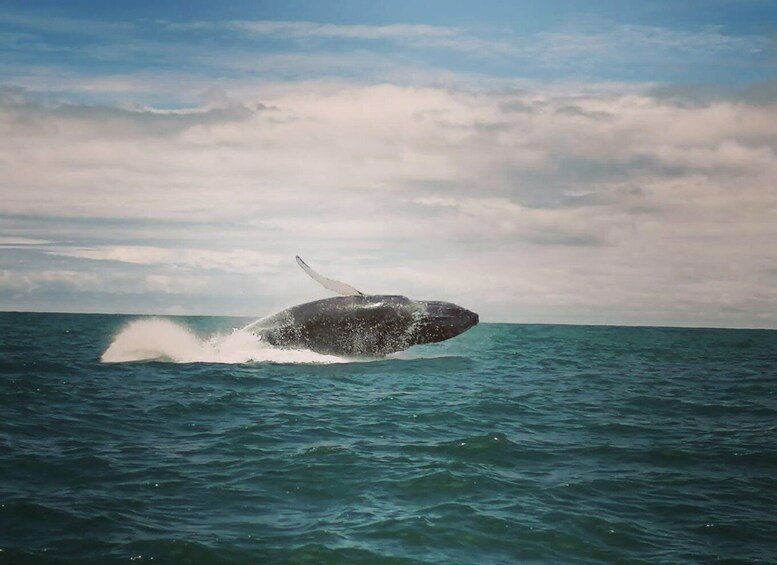 Picture 3 for Activity Uvita: Whale Watching Boat Trip with Drinks and Snacks