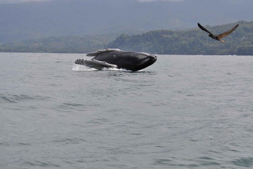 Picture 1 for Activity Uvita: Whale Watching Boat Trip with Drinks and Snacks