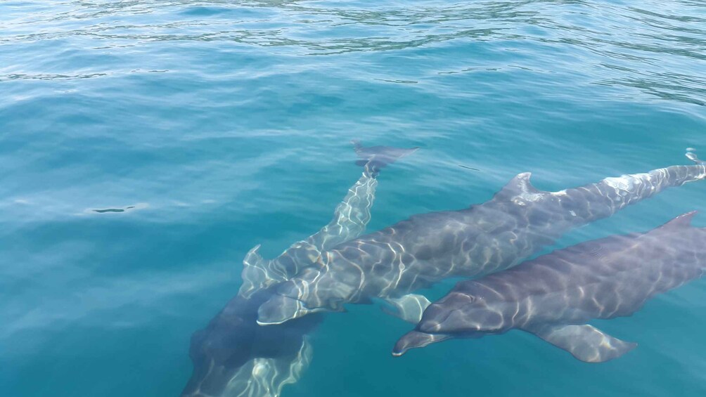 Picture 4 for Activity Uvita: Whale Watching Boat Trip with Drinks and Snacks